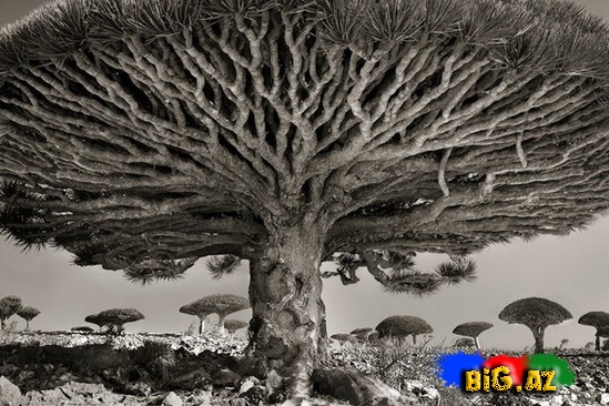 Dünyanın ən yaşlı ağacları - FOTO