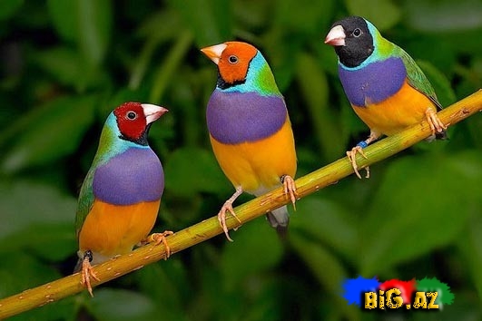 Biri birindən mükəmməl quş növləri - FOTO