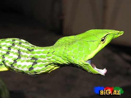 Qeyri-adi ilan görənləri çox təcübləndirir - FOTO