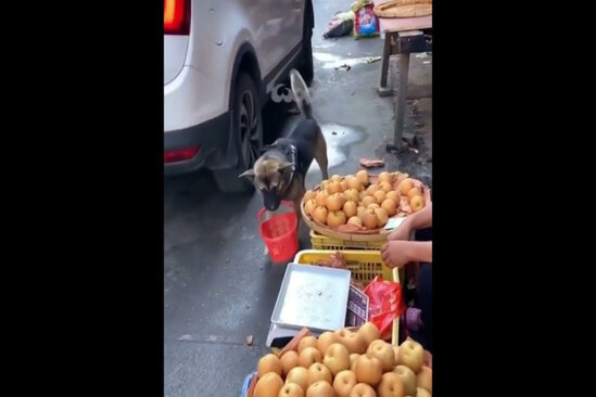 Bu it sahibi üçün alış-veriş edir: HAMI ŞOKDA - VİDEO