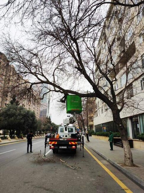 Paytaxtda ağaclar budanır və yuyulur