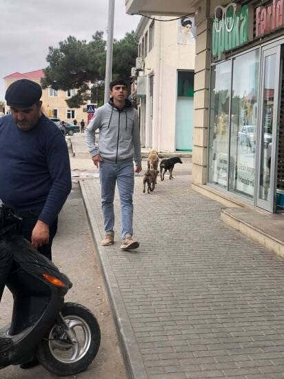 ŞİKAYƏT: Mehdiabadda bələdiyyə binasının yaxınlığı zibil poliqonuna çevrilib, sahibsiz itlər insanlara hücum edir - FOTO