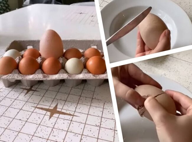 Nəhəng yumurtanın içindən GÖRÜN NƏ ÇIXDI - FOTO-VİDEO