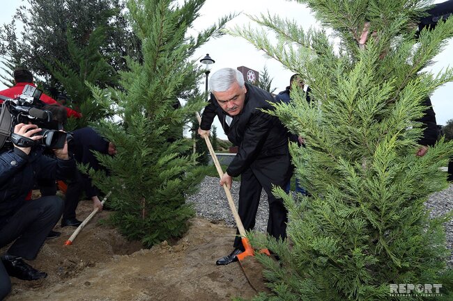SOCAR rəhbərliyi həlak olmuş və itkin düşmüş neftçilərin xatirəsinə 33 ağac əkib