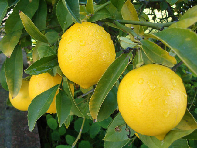 Biri 15 manata limon görmüşdünüz ?
