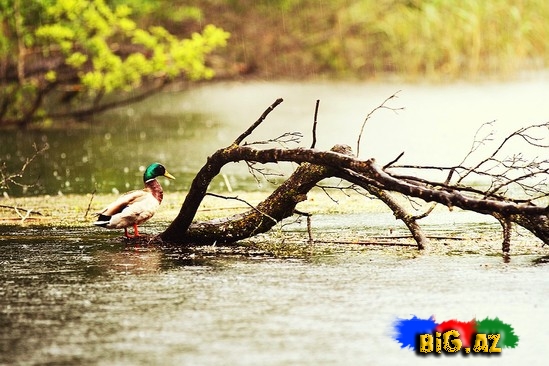 Balkan Yarımadası haqqında maraqlı məlumatlar və - FOTO