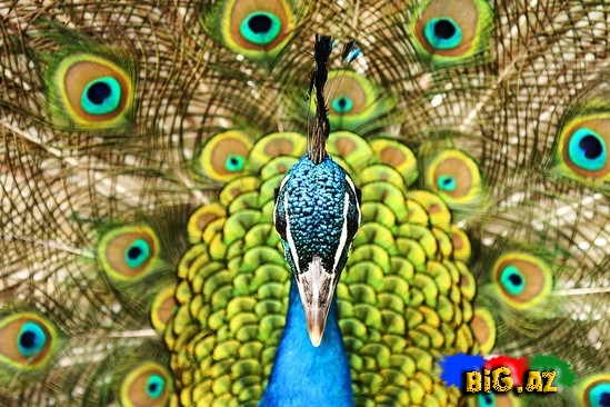 Balkan Yarımadası haqqında maraqlı məlumatlar və - FOTO