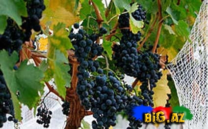 Qara şanının qara günü - ARAŞDIRMA