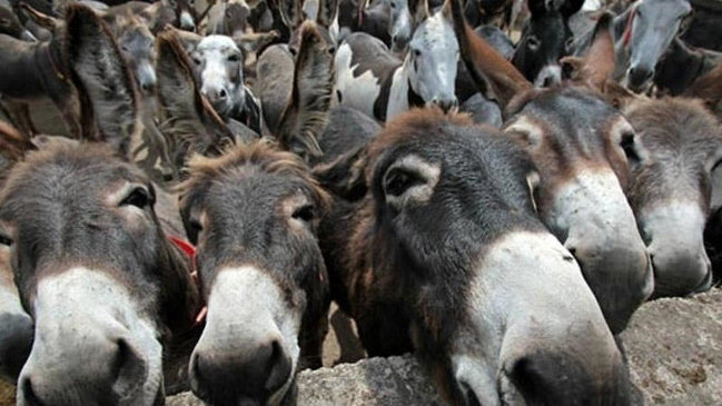 Azərbaycanda cəmi 2 rayonda eşşək yoxdur - SİYAHI
