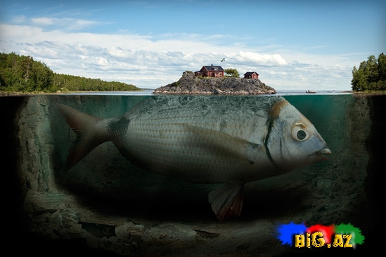 Əks Olunma Sənəti - FOTO