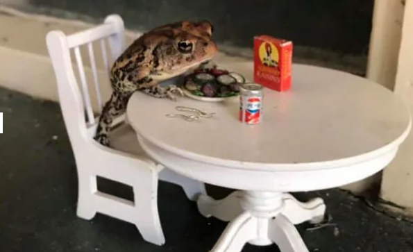 Bu qızın hərəkəti hər kəsi təəccübləndirdi - Evində qurbağa saxlayır - FOTOLAR