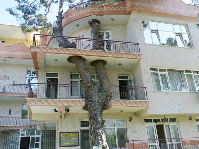Onlar ağacı kəsmək istəmədilər - FOTO