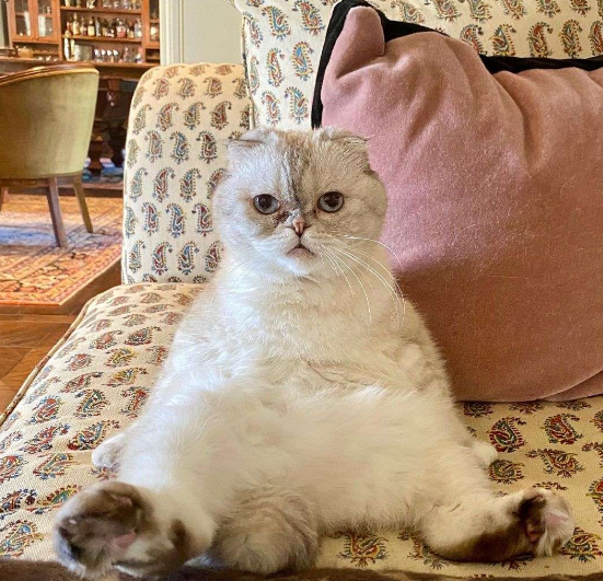 Pişiyinin sərvəti 97 milyon dollardır - FOTO