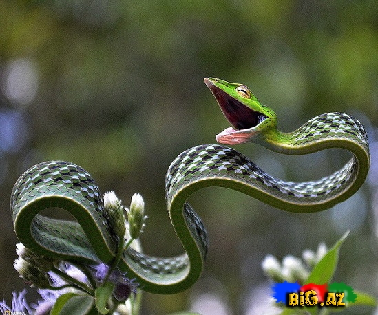 Qeyri-adi ilan görənləri çox təcübləndirir - FOTO