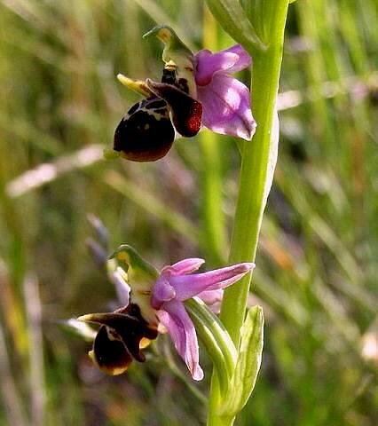 Şuşanın nostalji hislər yaradan FOTOLARI