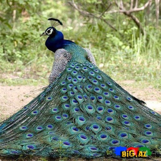 Biri birindən mükəmməl quş növləri - FOTO