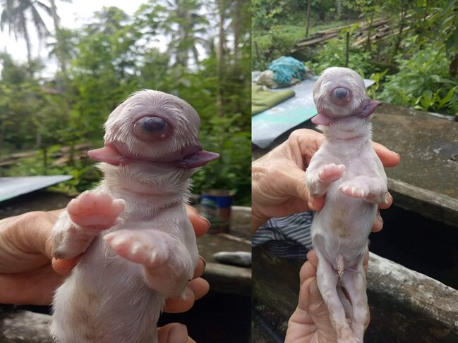 Yeni doğulan "təpəgöz" it görənləri QORXUTDU - VİDEO