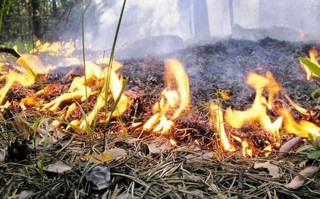 Yakutiya meşələrində yanğınların sahəsi 1 milyon hektarı ötüb