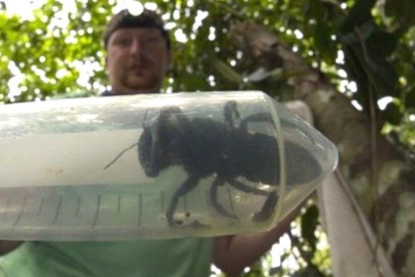 Dünyanın ən böyük arısı tapıldı: Ölçüsü heyrət doğurur - VİDEO
