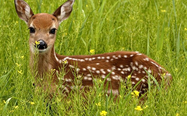 Gürcüstanda Azərbaycan ceyranlarının qorunması üçün quş ovu qadağan edilib