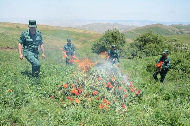 Lerikdə 2 tona yaxın xaşxaş kolu məhv edildi - FOTO