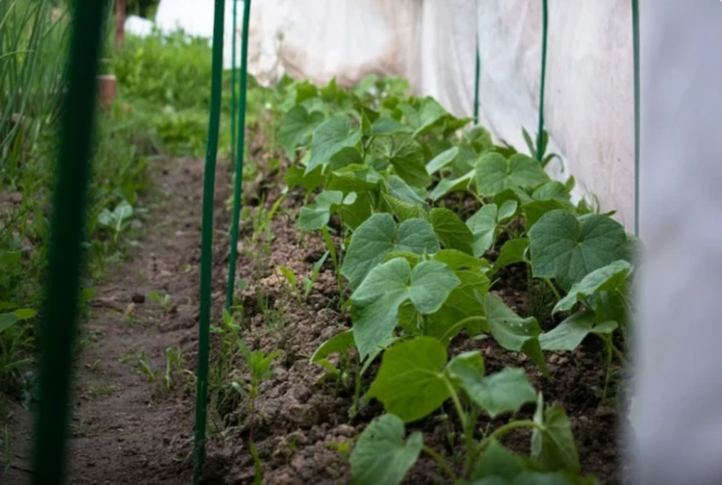 Niyə xiyarın məhsulu zəif olur? Düzgün becərilmə ÜSULLARI