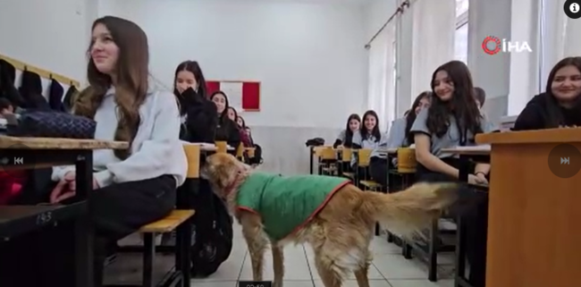 Məktəbin yeni şagirdi "Fındıq" adlı it oldu