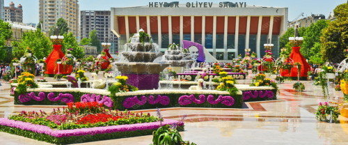 Gül bayramı bu il keçiriləcəkmi? - Bakı Meriyasından AÇIQLAMA