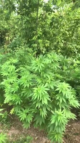 Azərbaycanda narkotik plantasiyası aşkarlandı - Foto