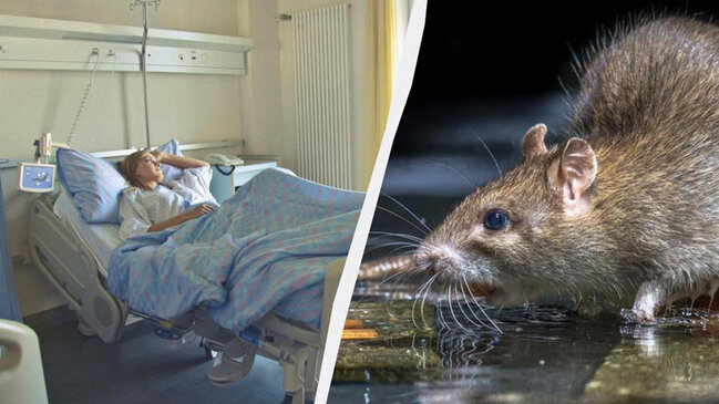 Ölüm faizi 50 faizə qədər: Hantavirus nədir, simptomları və təhlükəsi barədə nə məlumdur?