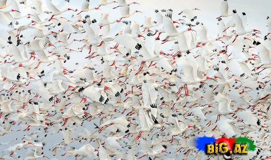 Təbiətin ən gözəl mənzərəsi. Heyvanların köçü - FOTO