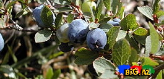 Sizi 8 təhlükədən xilas edəcək möcüzəvi meyvə