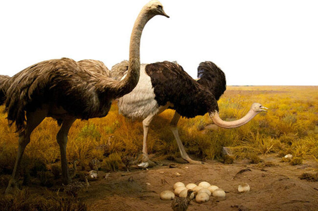 Bu ölkədə 400 dəvəquşu öldürüləcək