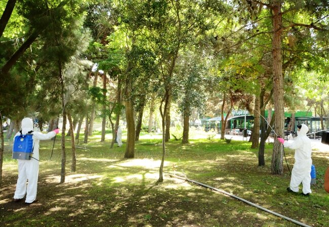 Bakıda xarici mütəxəssislər ağacları belə müalicə etdilər - FOTOLAR