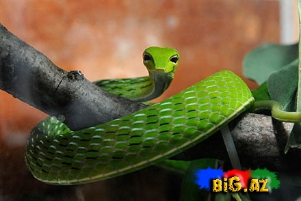 Qeyri-adi ilan görənləri çox təcübləndirir - FOTO