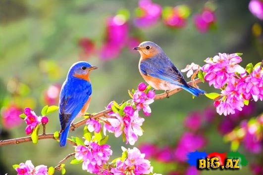 Biri birindən mükəmməl quş növləri - FOTO