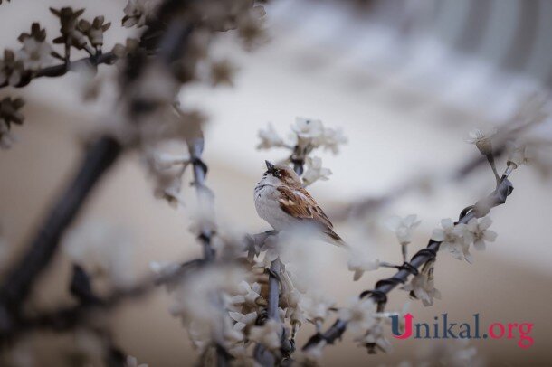 Qarlı Bakıdan FOTOLAR