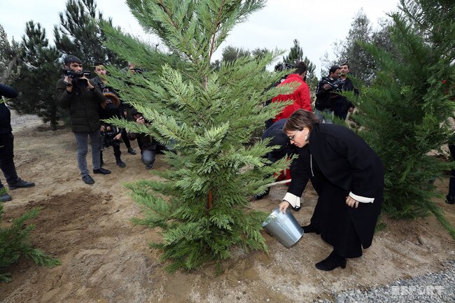 SOCAR rəhbərliyi həlak olmuş və itkin düşmüş neftçilərin xatirəsinə 33 ağac əkib