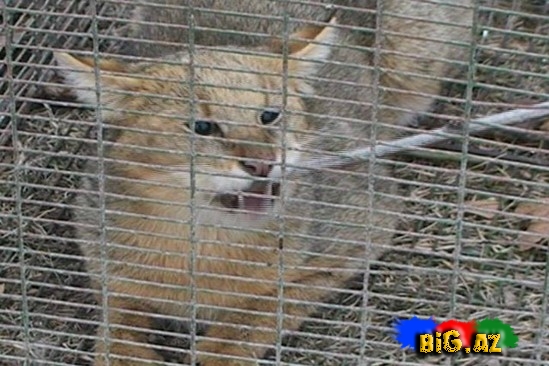 Göyçayda vəhşi çöl pişiyi tutulub - FOTO