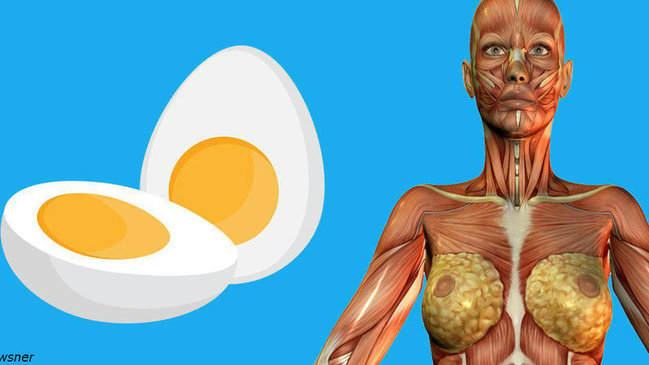 Yumurtanın faydaları ilə bağlı MARAQLI FAKTLAR