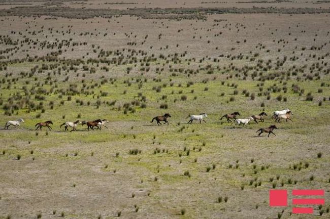 Xəzərdə adada tək yaşayan azərbaycanlı Vitali ilə müsahibə - FOTOLAR