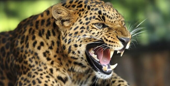 Leopard anasının gözü qarşısında körpəni qaçıraraq parçaladı