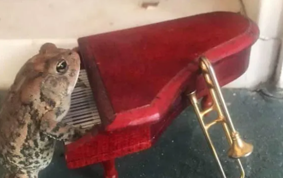 Bu qızın hərəkəti hər kəsi təəccübləndirdi - Evində qurbağa saxlayır - FOTOLAR