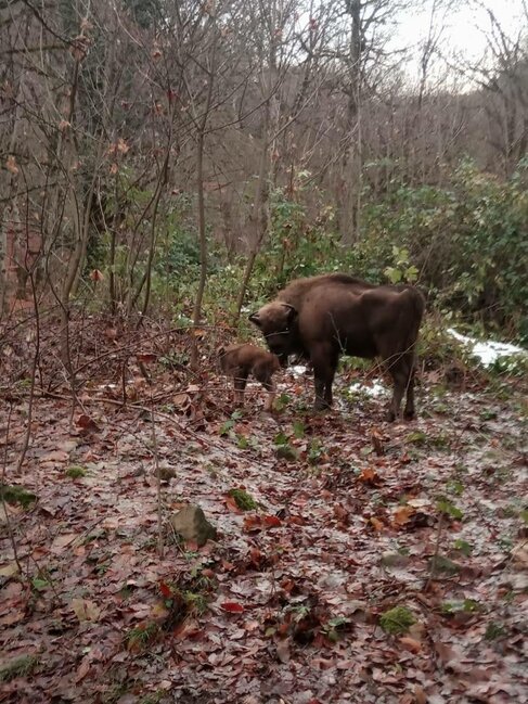 Azərbaycanda ilk zubr balası doğuldu - FOTOLAR