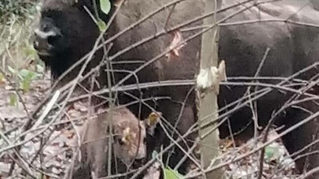 Azərbaycanda ilk zubr balası doğuldu - FOTOLAR