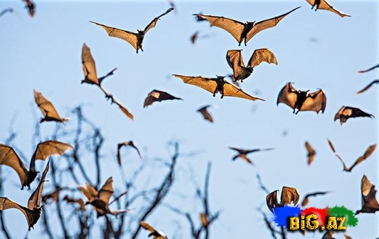 Təbiətin ən gözəl mənzərəsi. Heyvanların köçü - FOTO