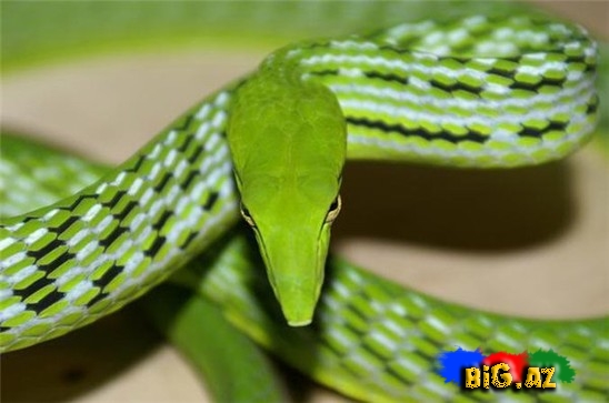 Qeyri-adi ilan görənləri çox təcübləndirir - FOTO