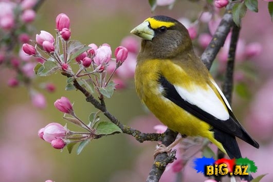 Biri birindən mükəmməl quş növləri - FOTO