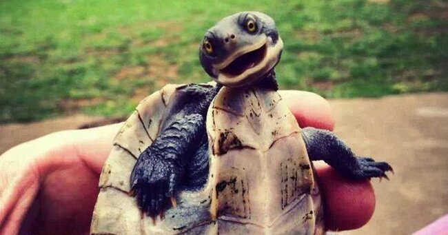 Nadir "gülümsəyən" tısbağa xilas olundu - FOTO