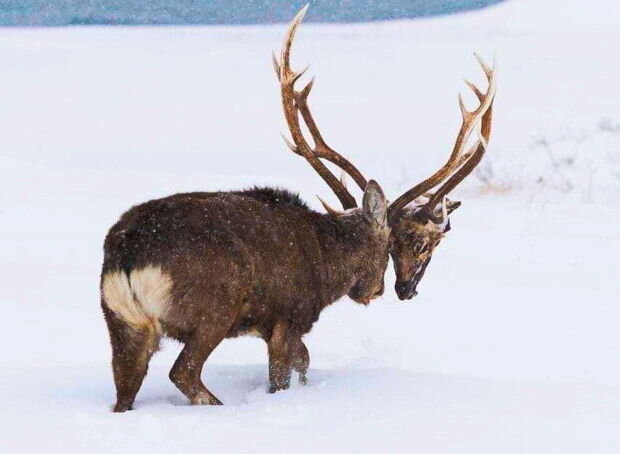 ŞOK: Maral rəqibinin başını QOPARDI - FOTO-VİDEO